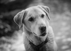 Labrador Portrait