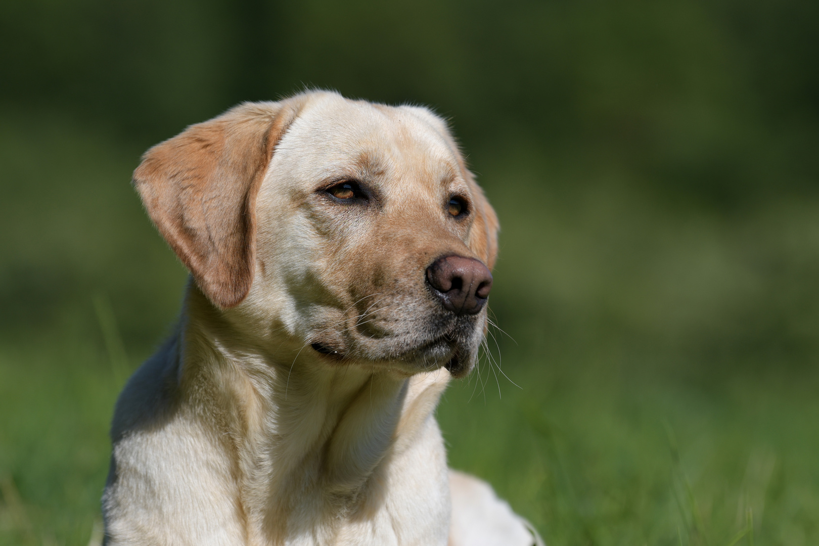 Labrador Portrait