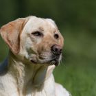 Labrador Portrait