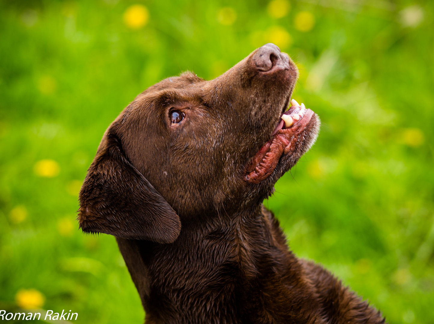 Labrador Portrait 