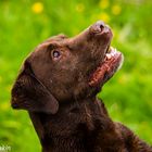 Labrador Portrait 