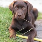 Labrador puppy