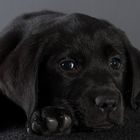 Labrador Remo