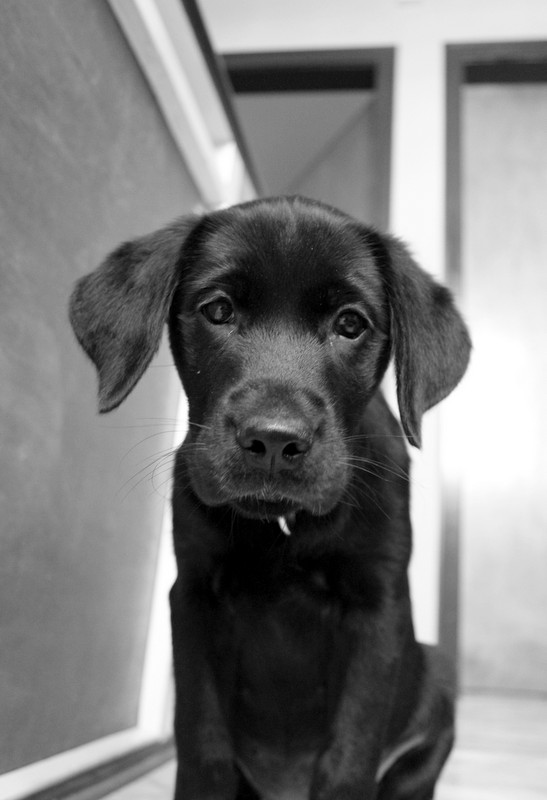 Labrador-Retriever