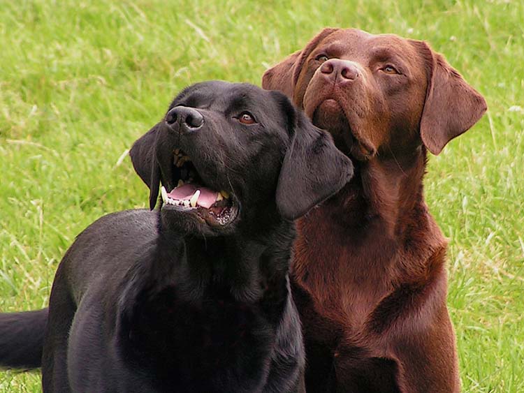 Labrador Retriever