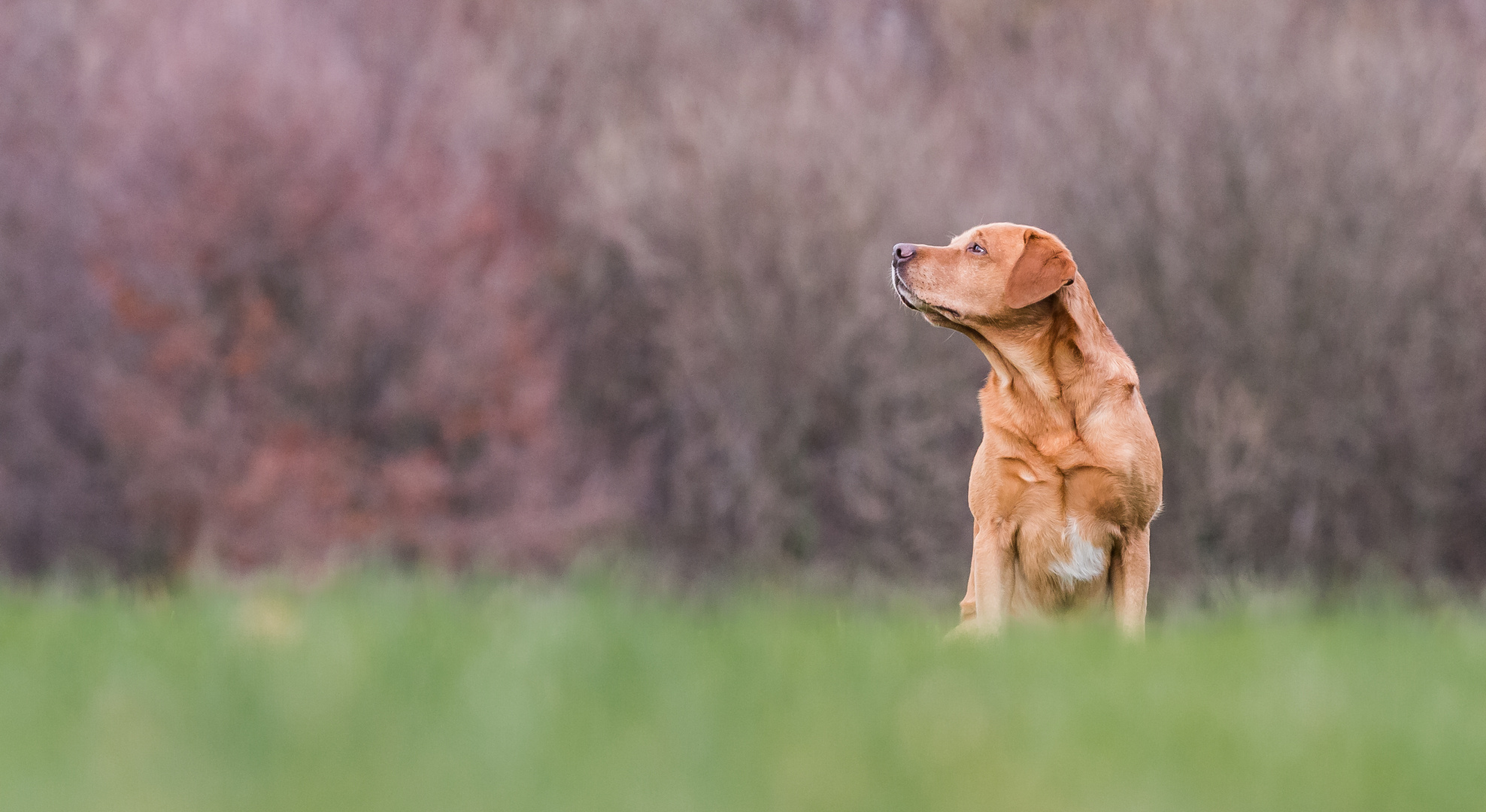 Labrador-Retriever