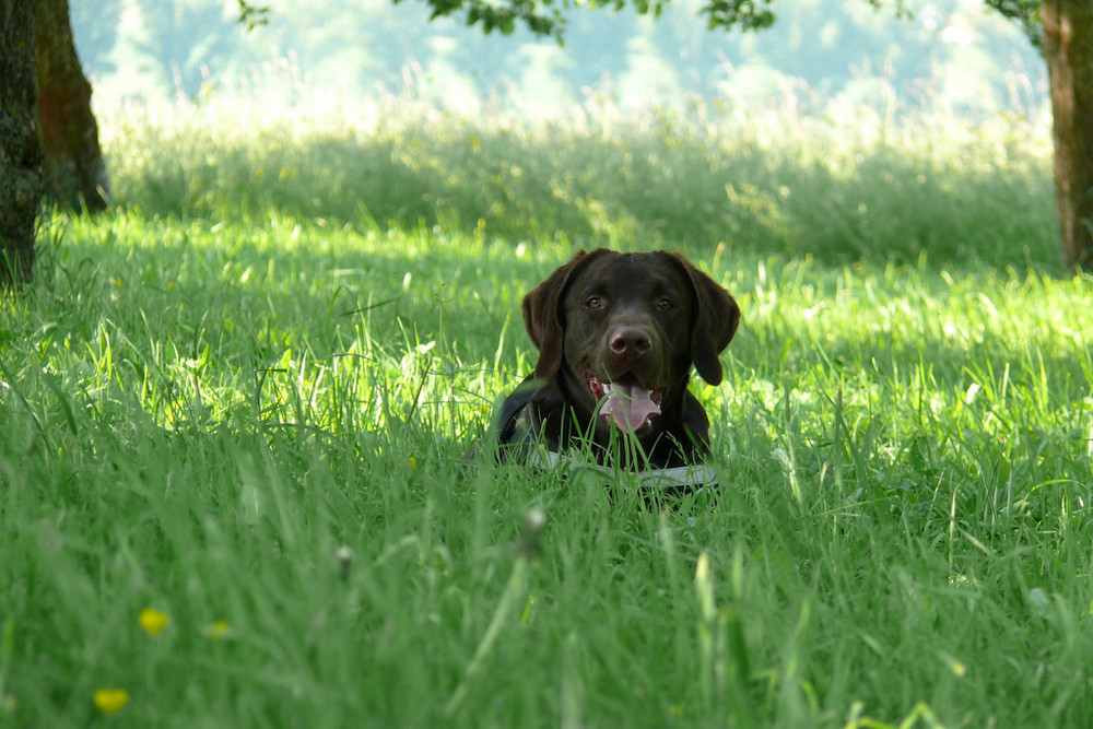 Labrador Retriever