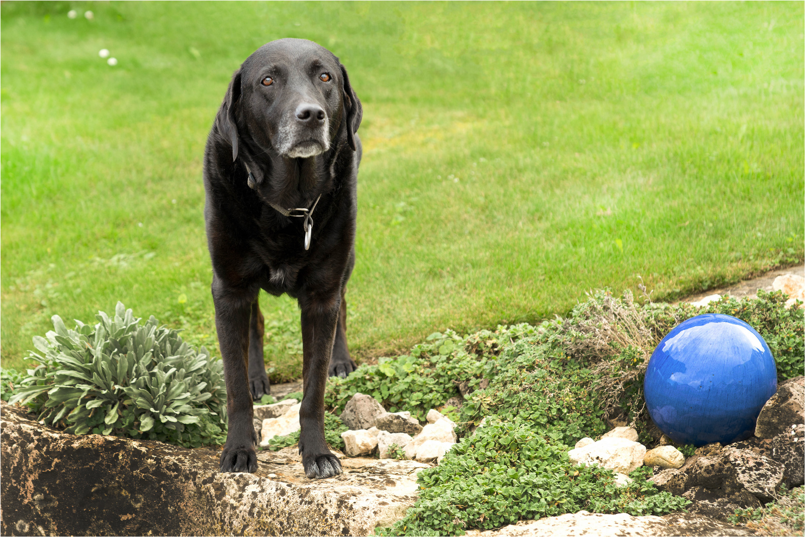  Labrador Retriever.