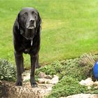  Labrador Retriever.