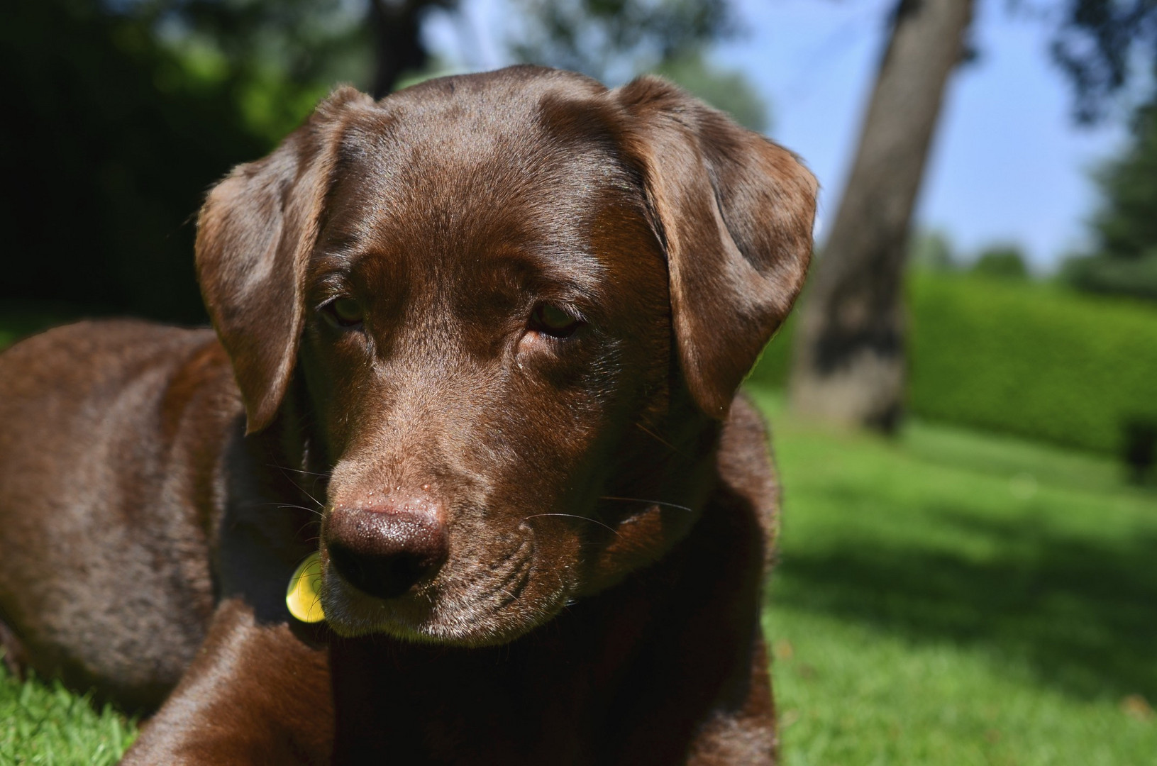 Labrador Retriever