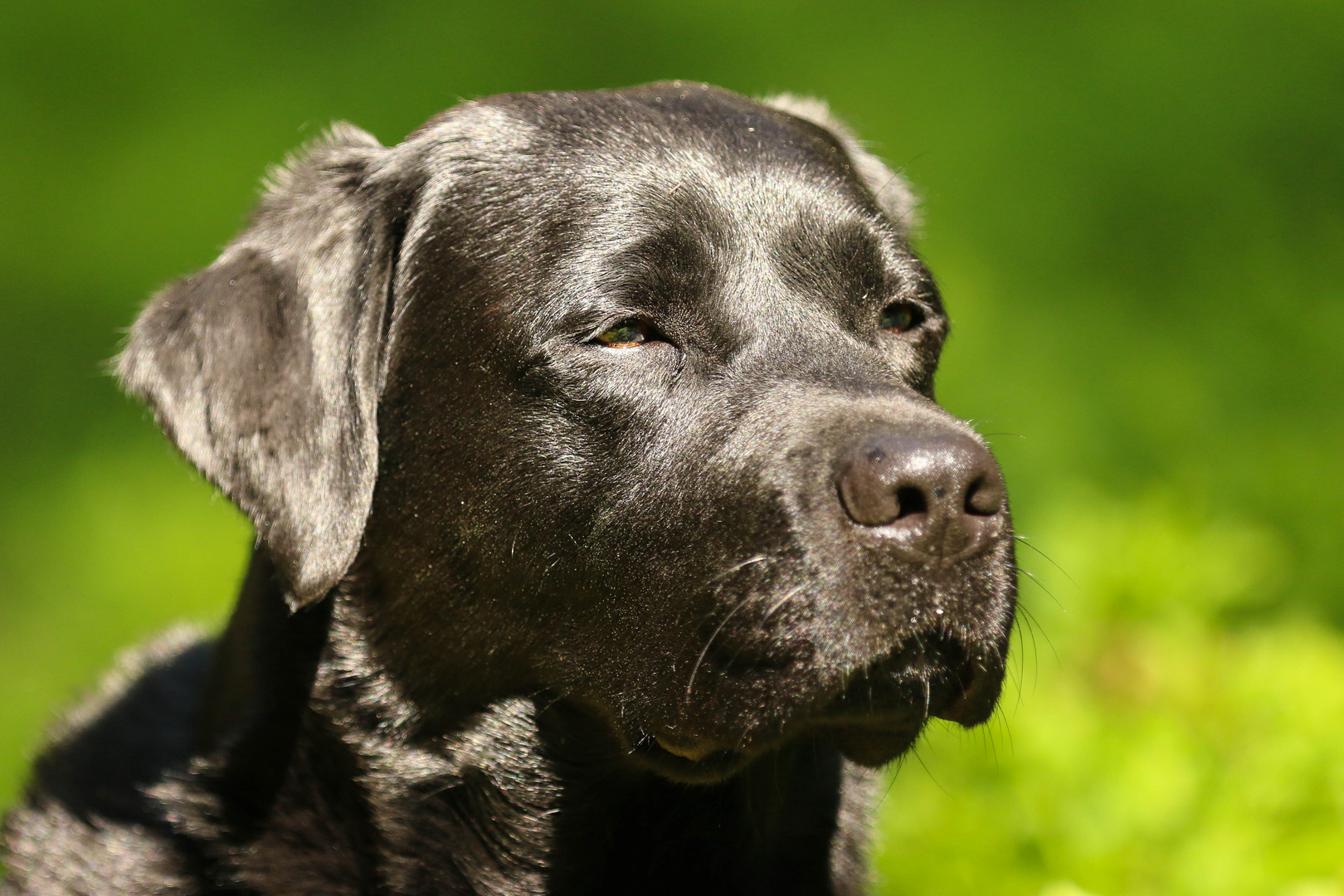 Labrador Retriever Foto & Bild | tiere, haustiere, hunde Bilder auf