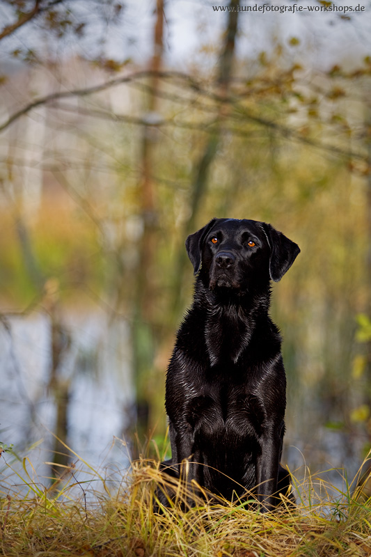 Labrador Retriever am Moor