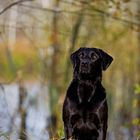 Labrador Retriever am Moor