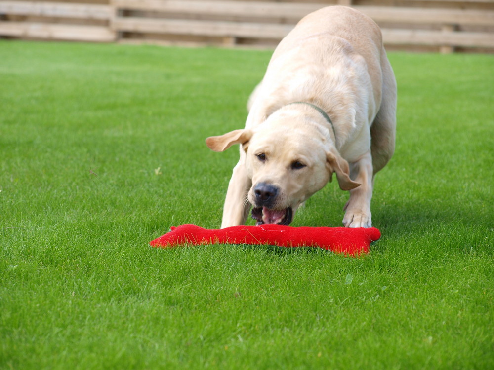 labrador retriever - Apport