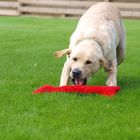 labrador retriever - Apport