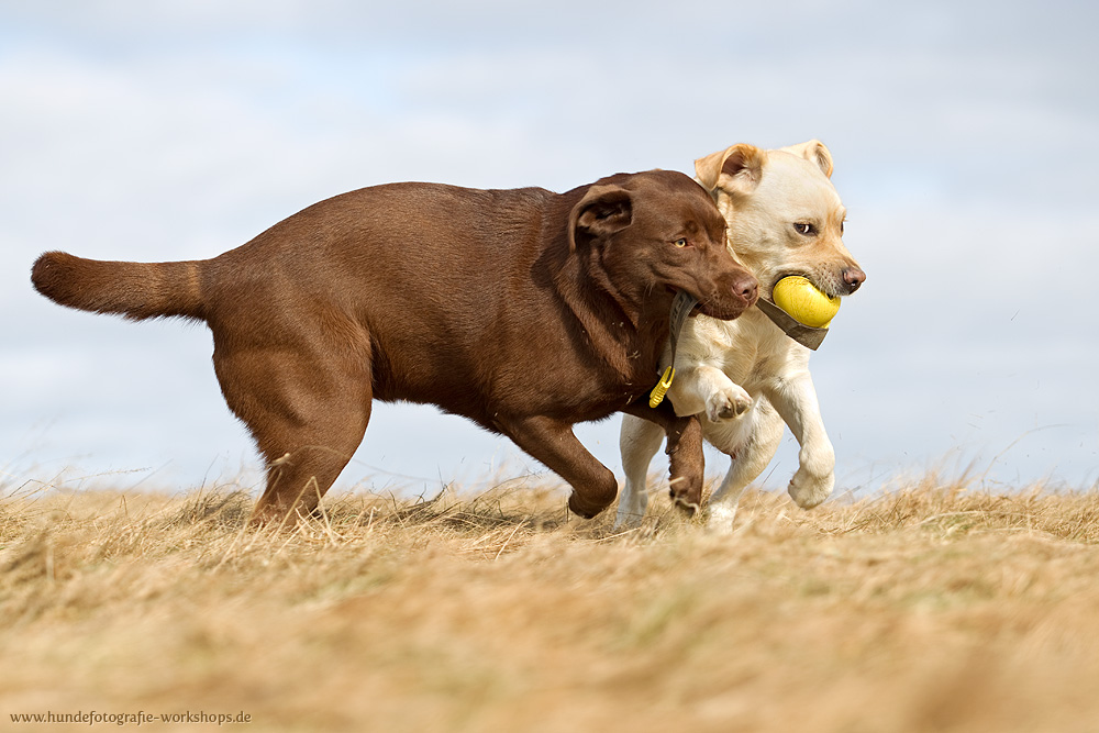 Labrador Retriever beim Spielen