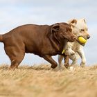 Labrador Retriever beim Spielen