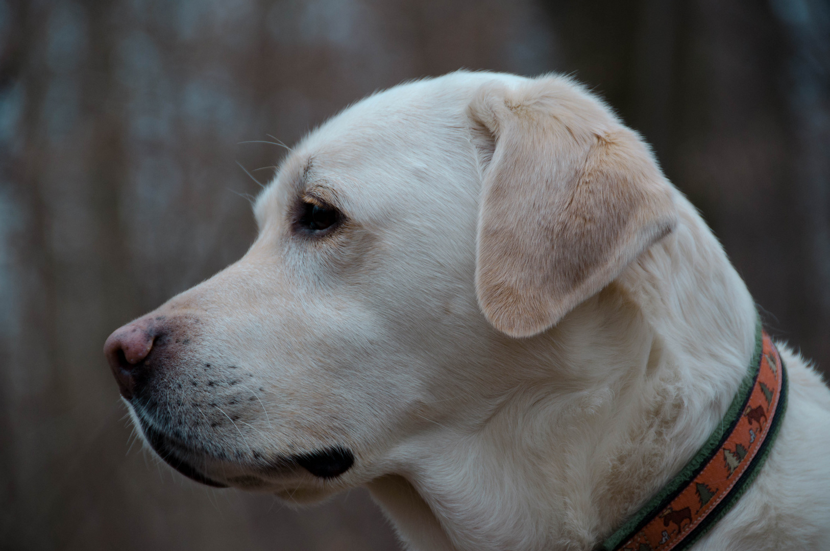 Labrador Retriever