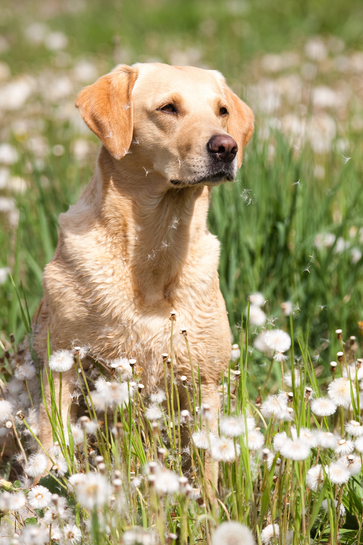 Labrador Retriever