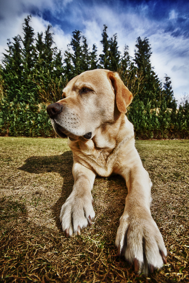 Labrador Retriever