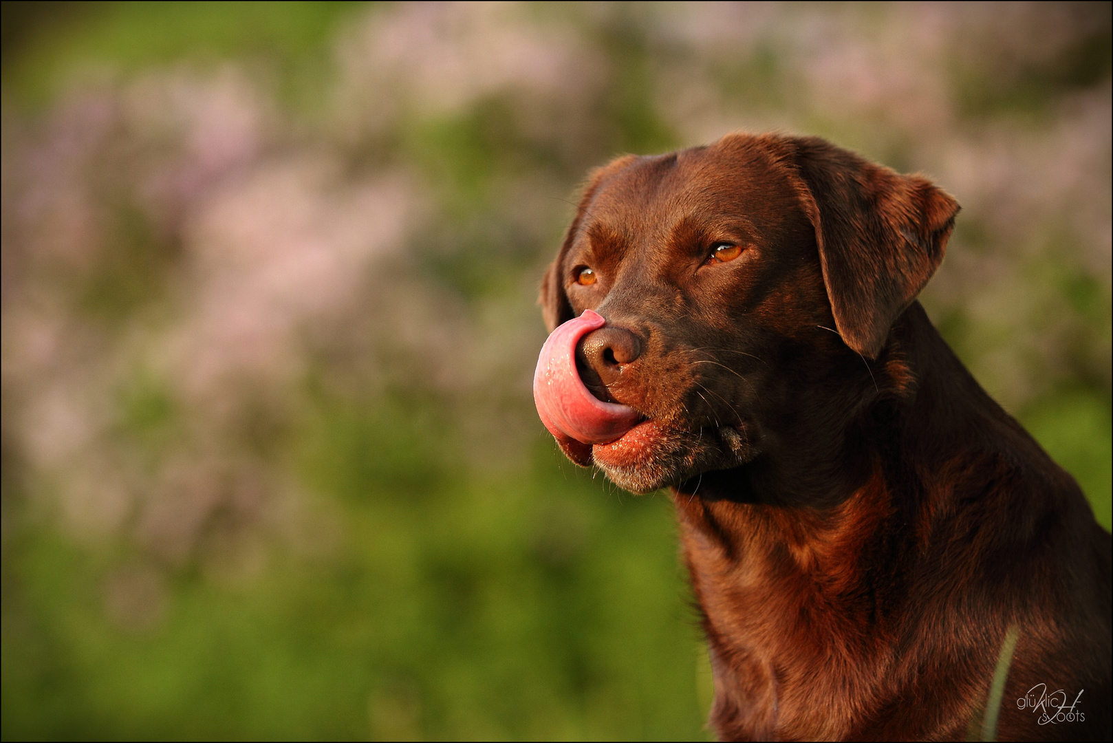 Labrador Retriever chocolate vor Flieder