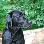 Labrador-Retriever