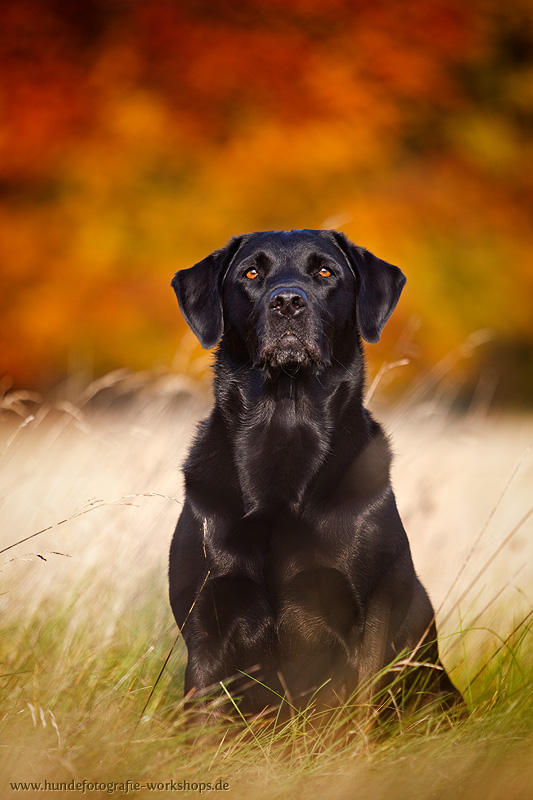 Labrador Retriever Herbst