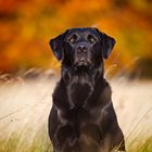 Labrador Retriever Herbst