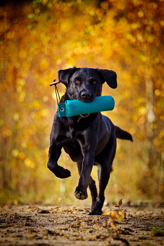 Labrador Retriever Herbst II