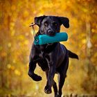 Labrador Retriever Herbst II