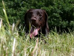 Labrador Retriever II