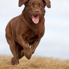 Labrador Retriever in Aktion