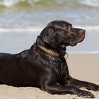 Labrador Retriever liegt am Strand