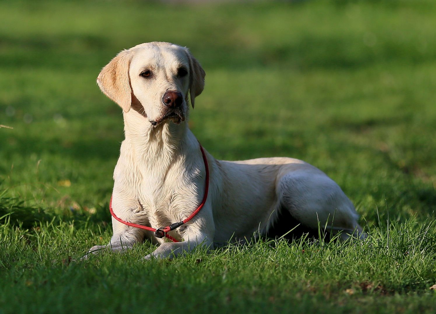 Labrador Retriever Milana.....