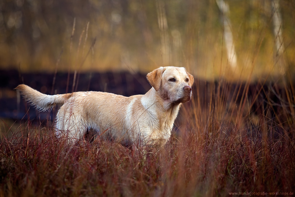 Labrador Retriever Moor