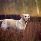 Labrador Retriever Moor