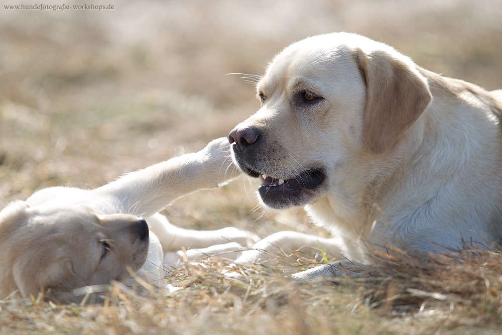 Labrador Retriever, Mutter und Welpe