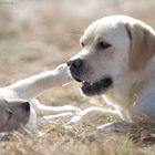 Labrador Retriever, Mutter und Welpe