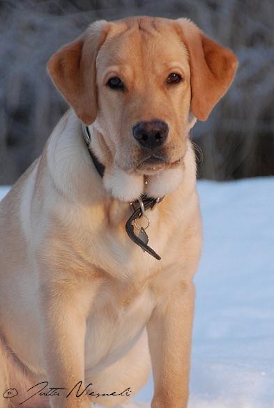 labrador retriever Onni 5 months and 2 weeks