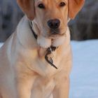 labrador retriever Onni 5 months and 2 weeks