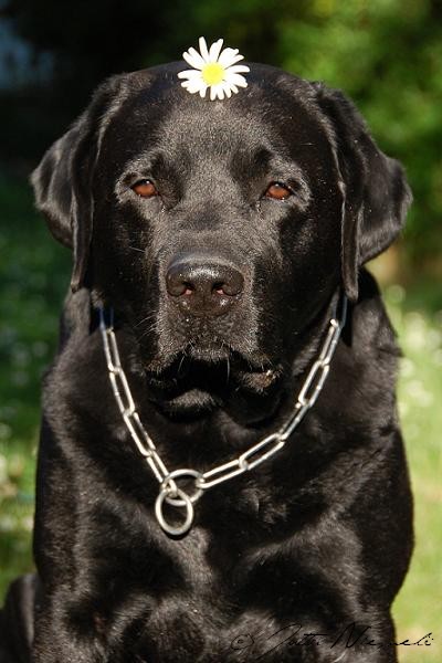 labrador retriever Topi