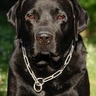 labrador retriever Topi