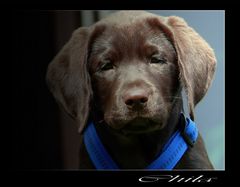 Labrador Retriever Welpe