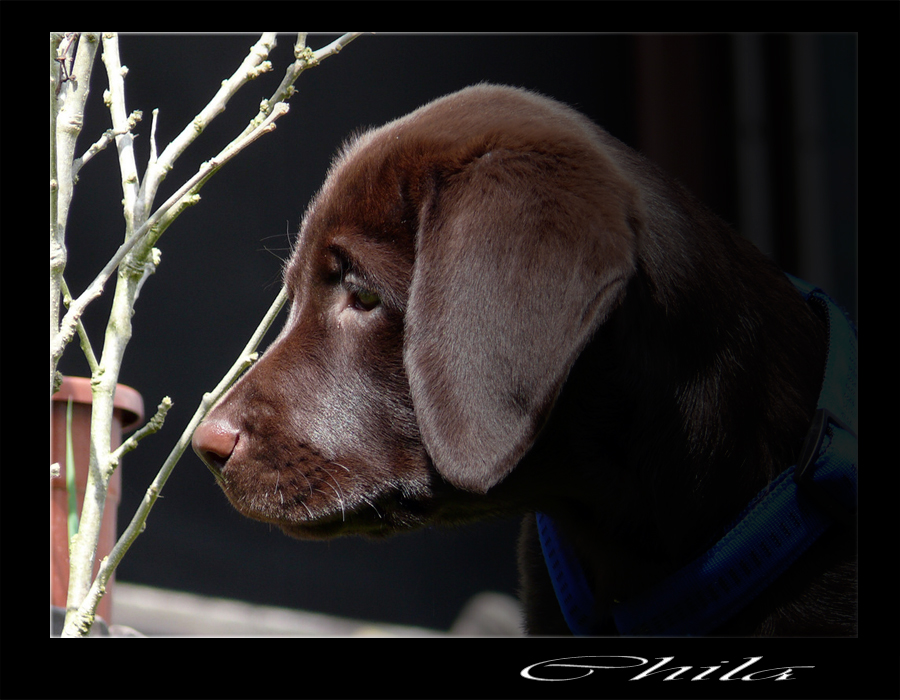 Labrador Retriever Welpe II