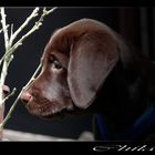 Labrador Retriever Welpe II