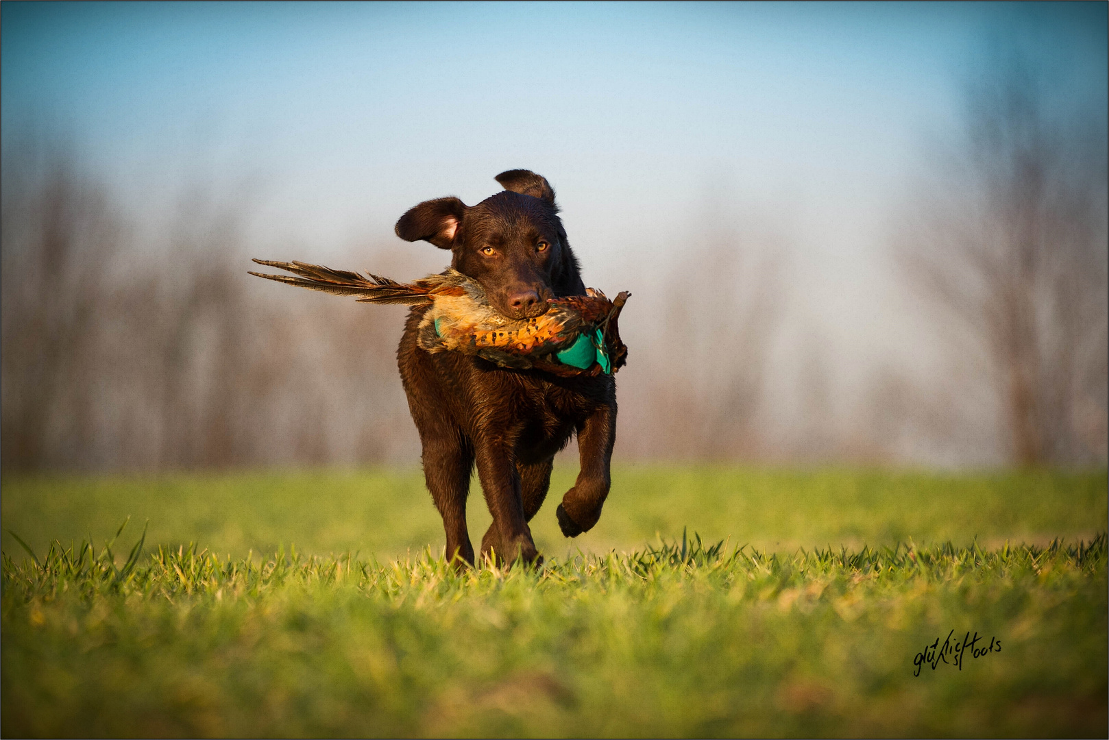 Labrador Retriever @ work