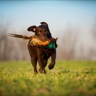 Labrador Retriever @ work