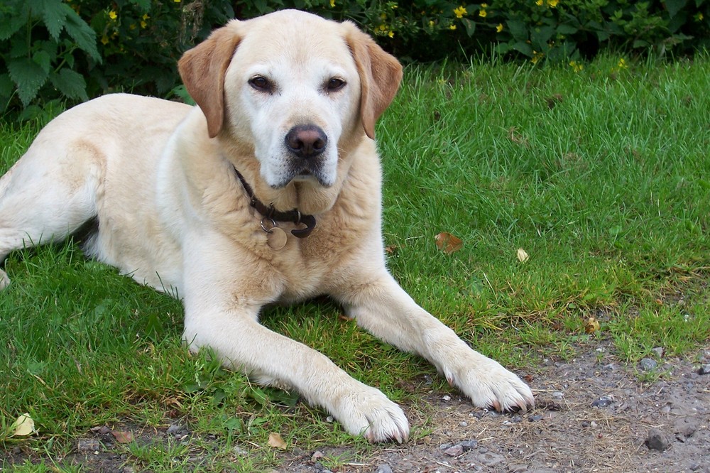 Labrador Retriver, Jacky 11 years