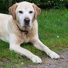 Labrador Retriver, Jacky 11 years