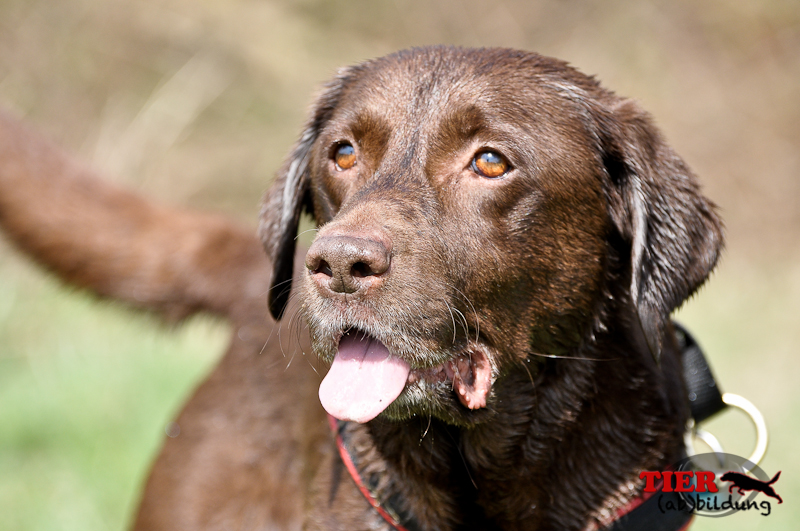 Labrador Rüde